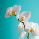 大连手机app定制